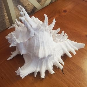 Seashell Giant Ramose Murex Chicoreus Ramosus Spikey Conch